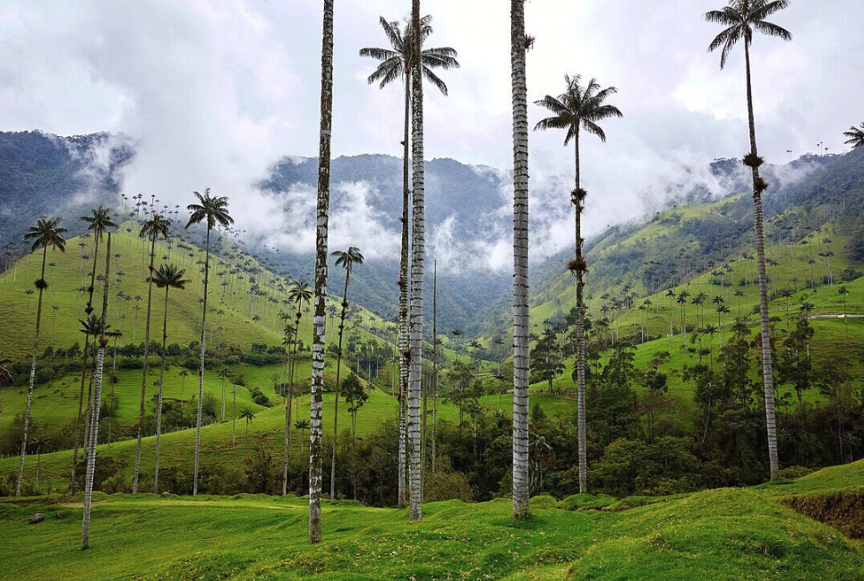 Valle de Cocora, Salento — Quindío